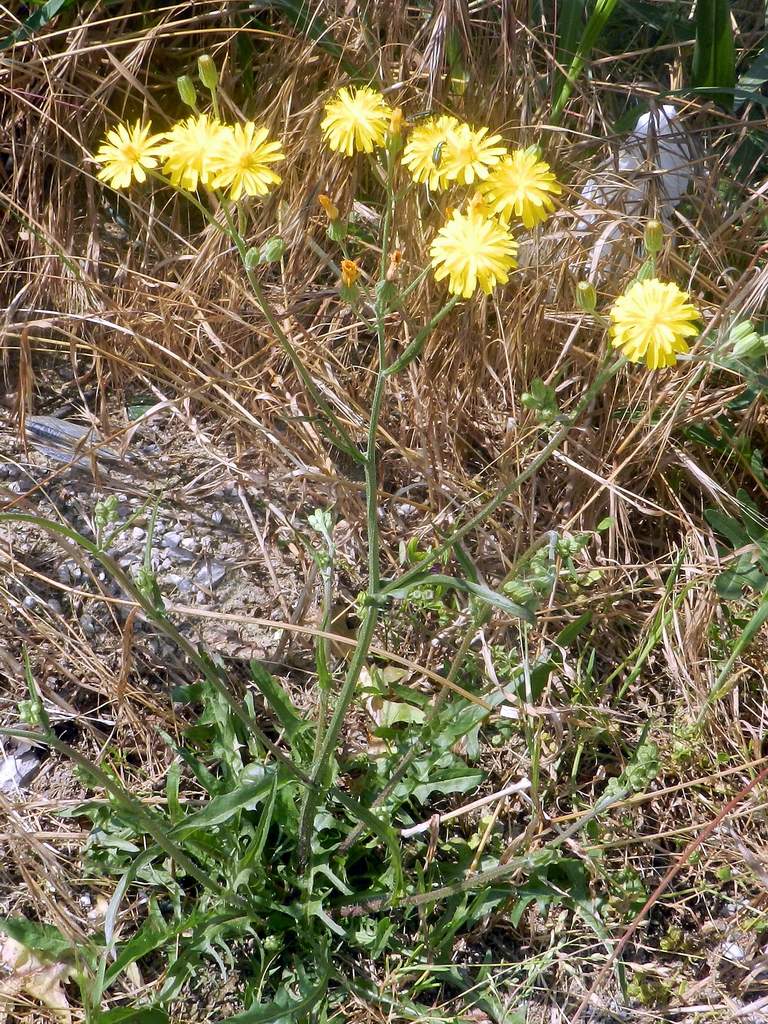 Crepis capillaris / Radicchiella capillare